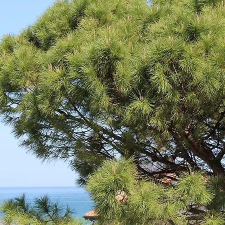 Ascot Aparthotel Cattolica