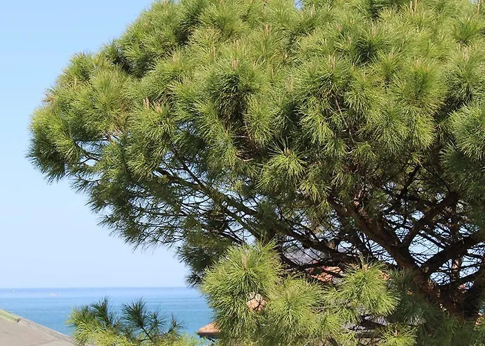 Ascot Aparthotel Cattolica